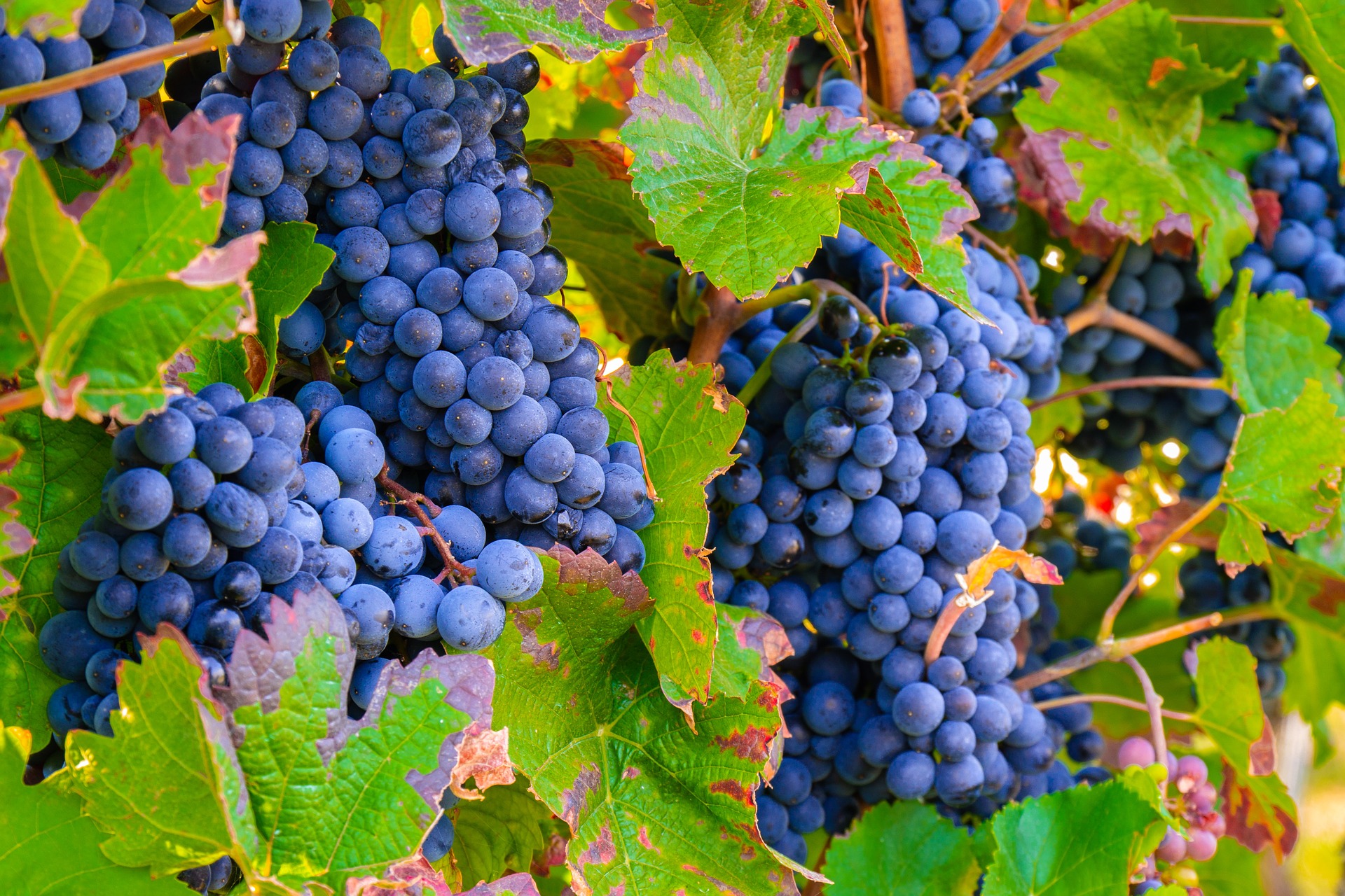 П г виноградная. Monastrell виноград. Молдова гроздь винограда. Мсхали виноград. Канберра виноград.