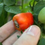 Vršna trulež paradajza
