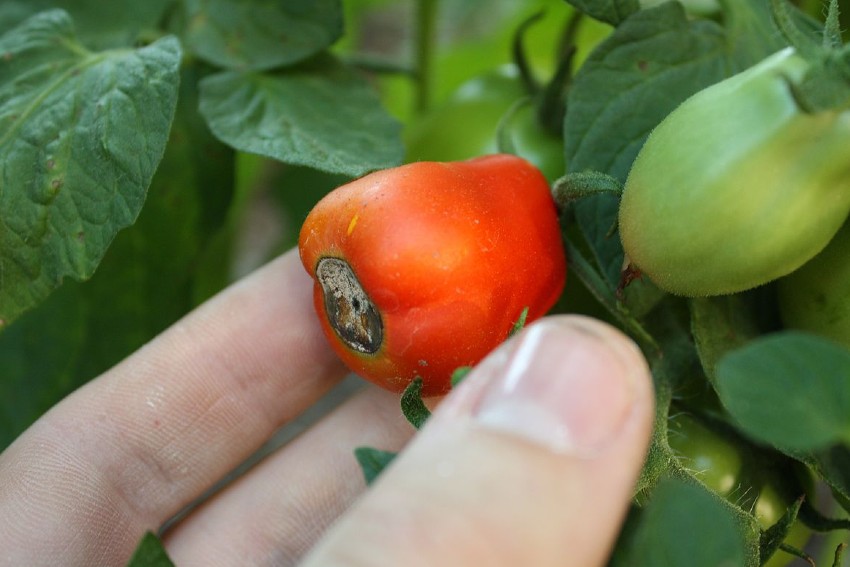 Vršna trulež paradajza